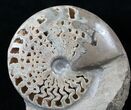 Gorgeous Polished Ammonite Fossil #13937-1